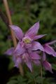 Clematis macropetala Markham's Pink-3 Powojnik